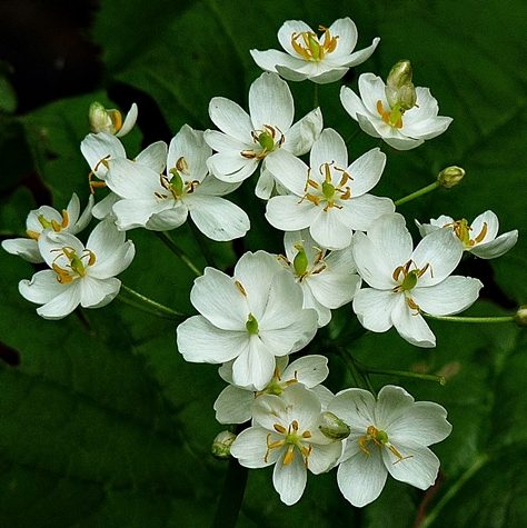{Diphylleia cymosa}